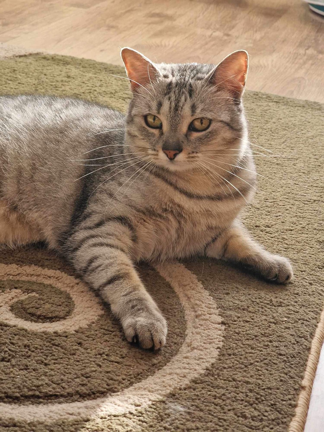 mobile vet cat vaccination