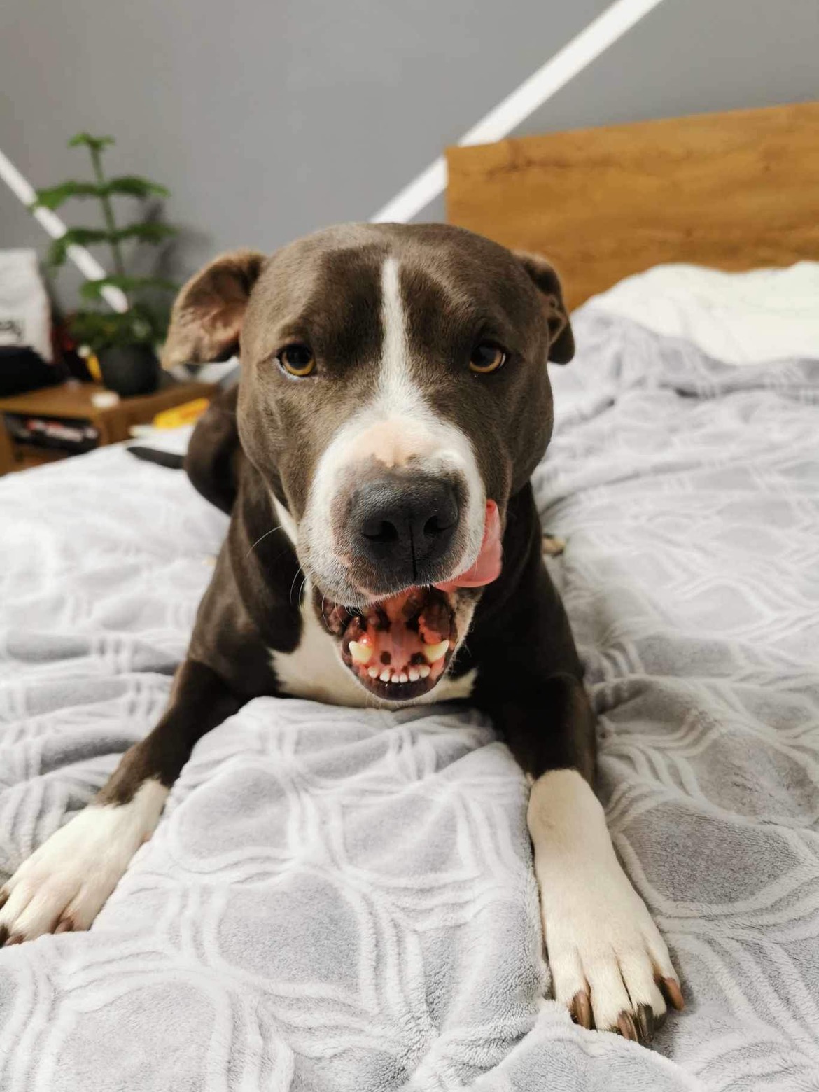 mobile vet dog vaccination