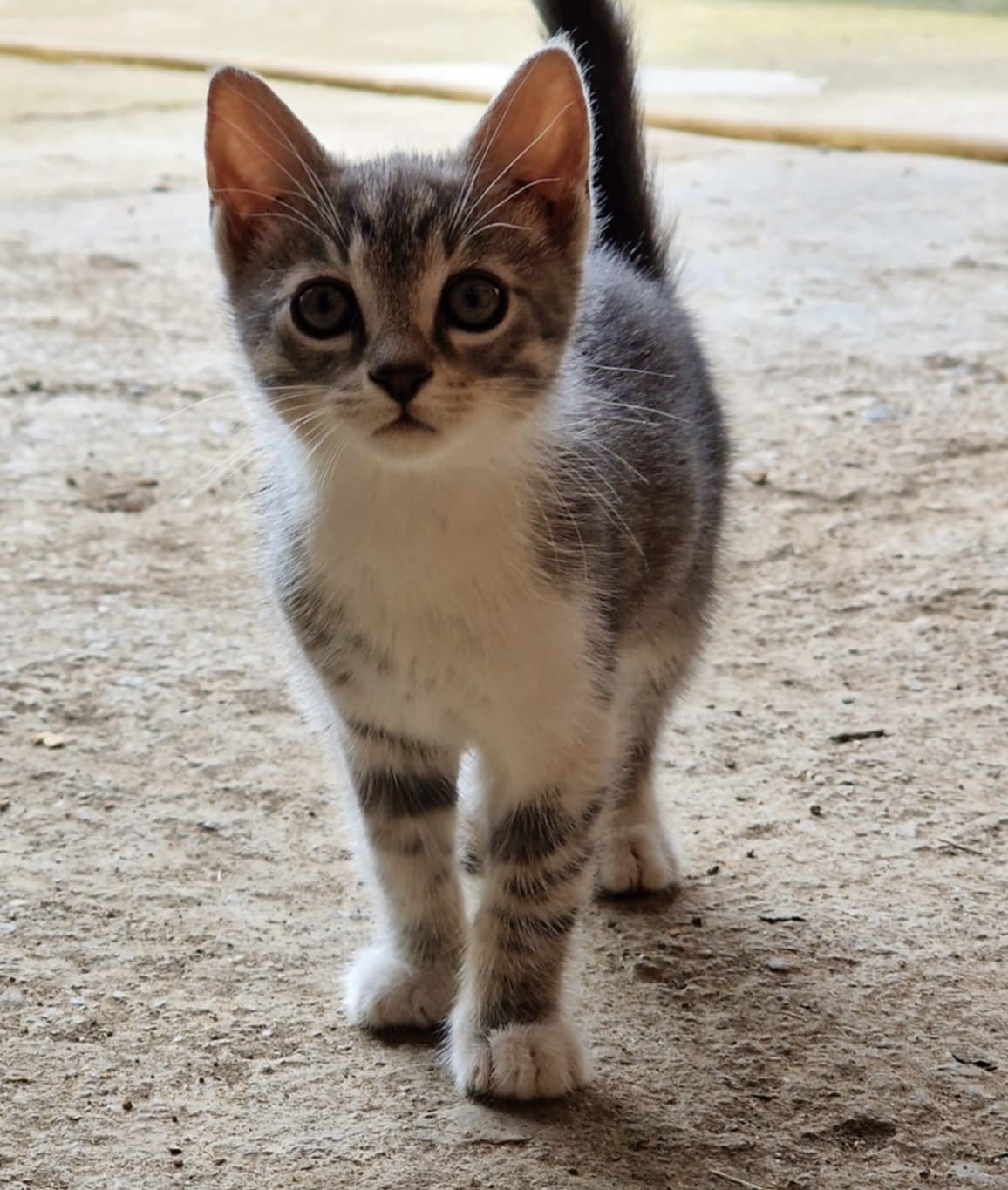 mobile vet kitten vaccination
