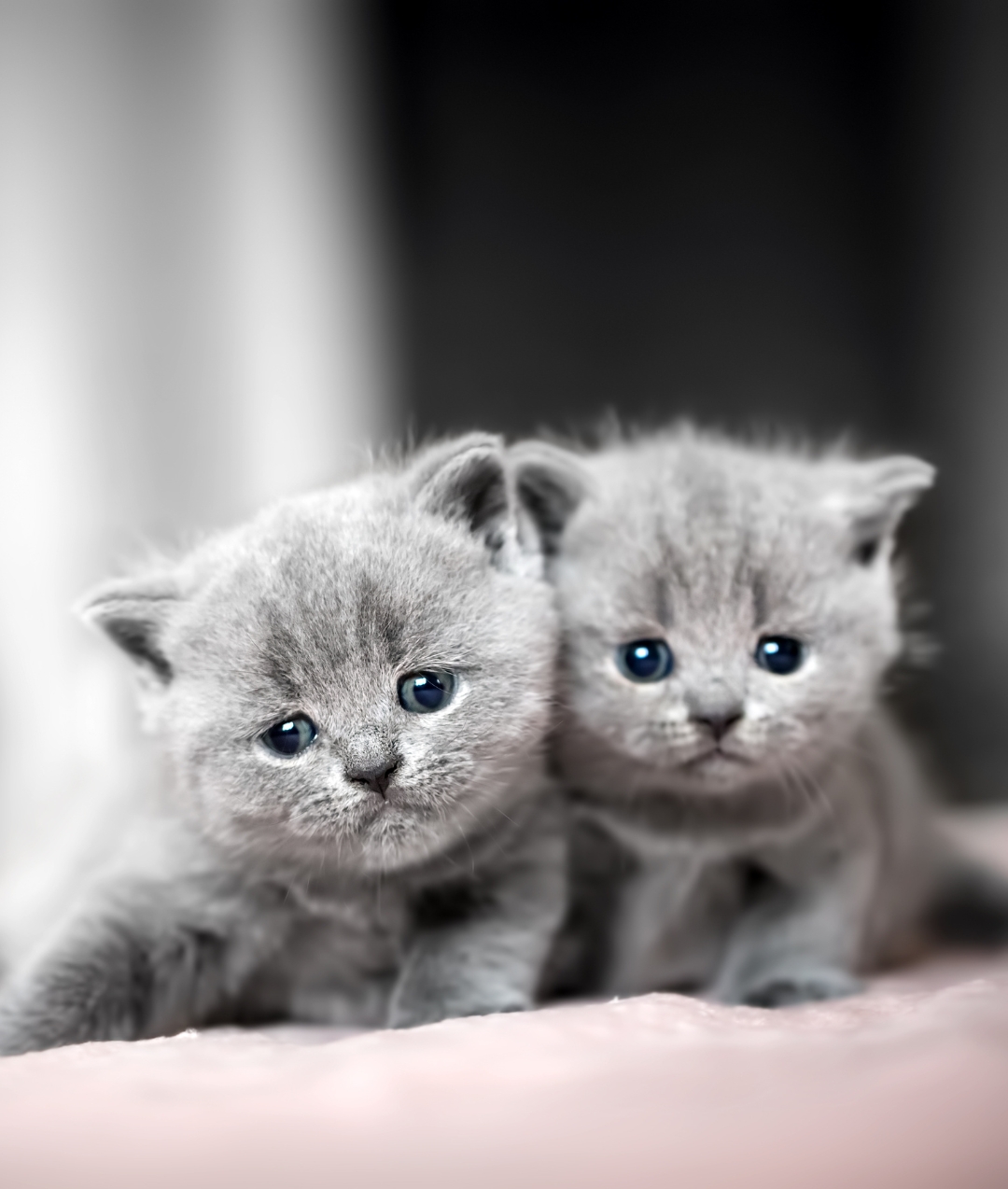 mobile vet kittens vaccination