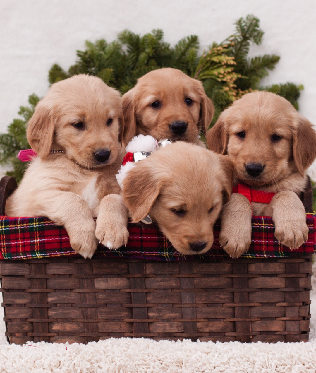 mobile vet puppies vaccination