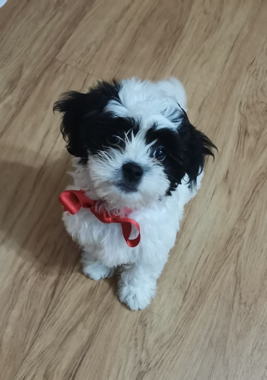 mobile vet puppy vaccination